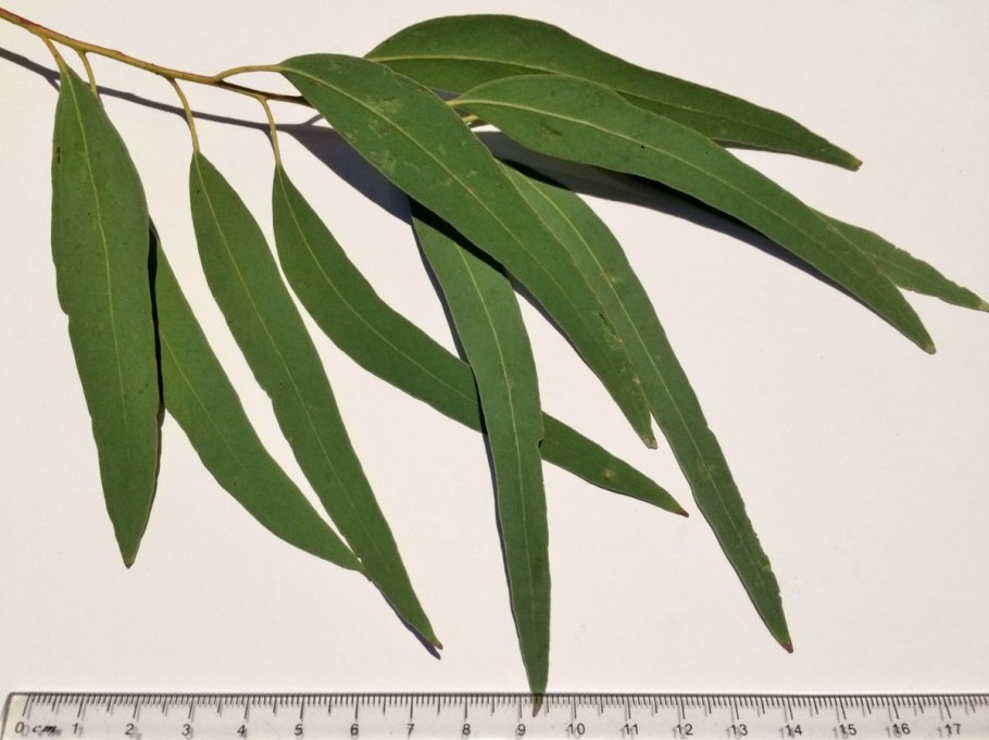 Eucalyptus viminalis