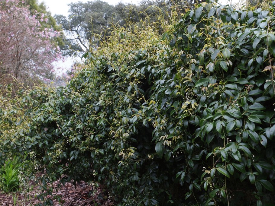 Sinofranchetia chinensis