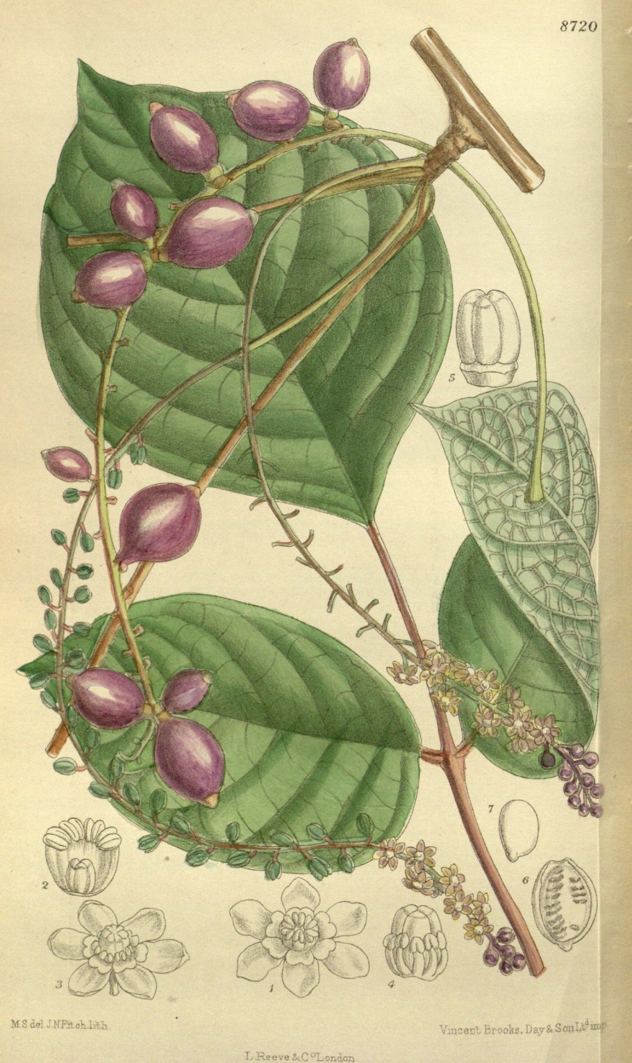 Sinofranchetia chinensis