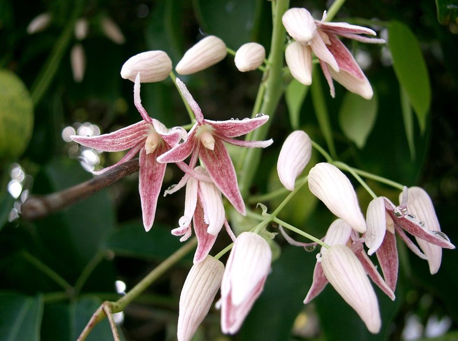 Стаунтония шестилистная