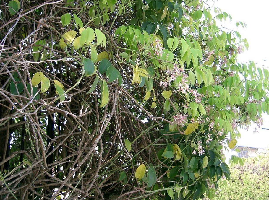 Stauntonia hexaphylla Decne.