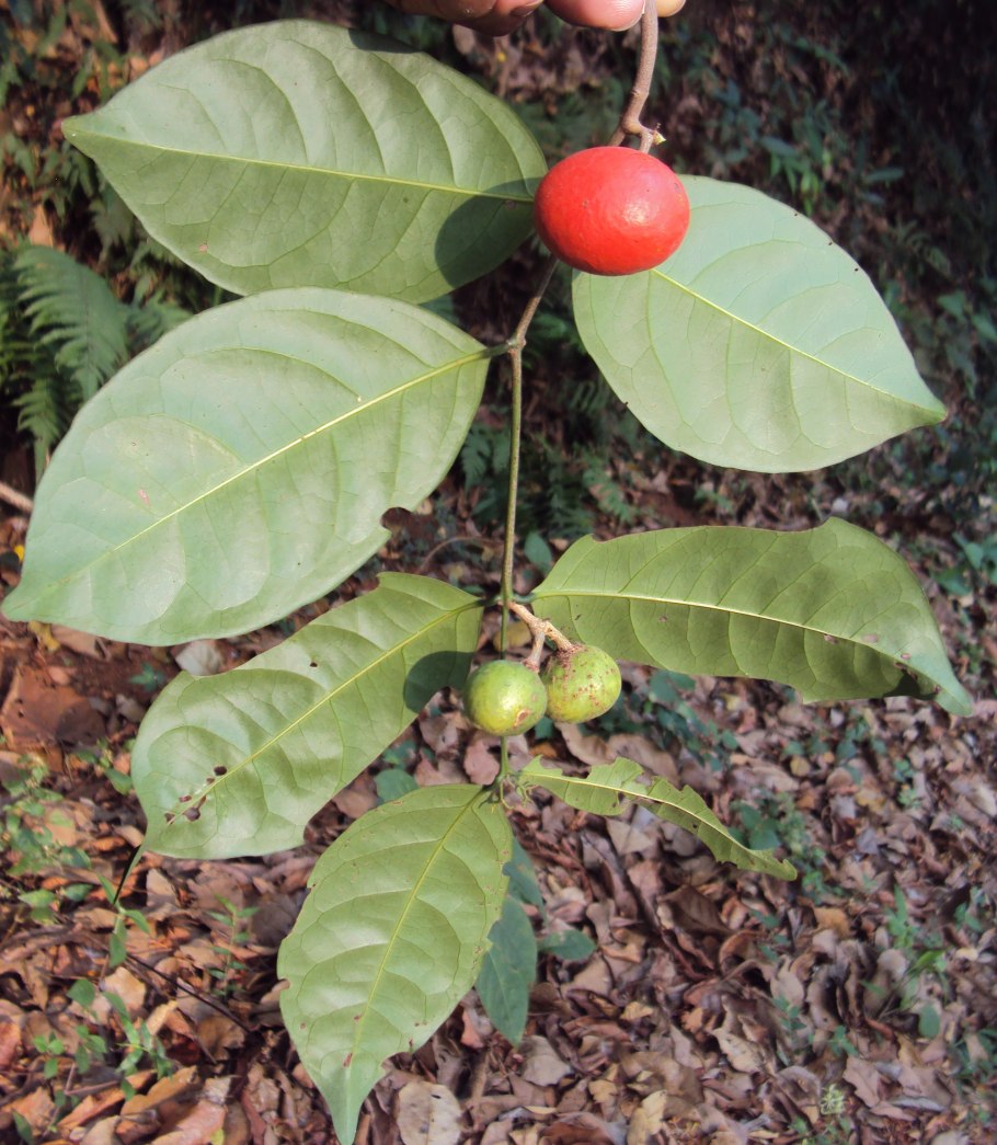 Erismann Elegance 3618-6