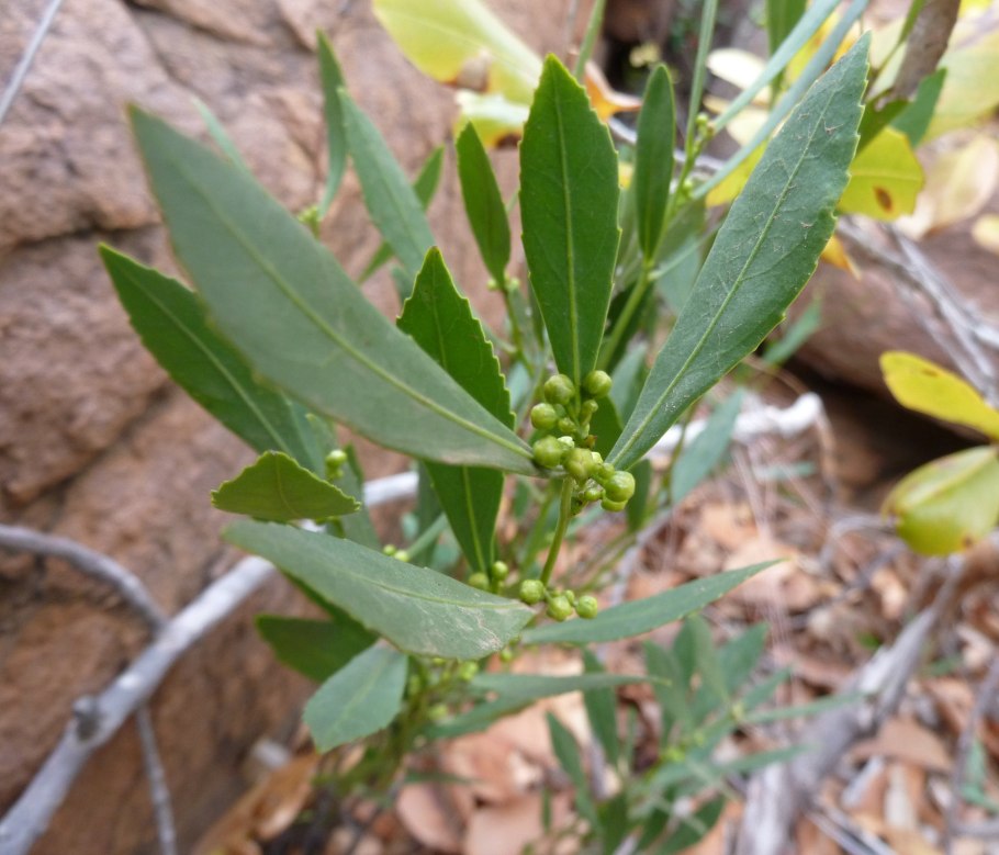 Растение Salacia reticulata