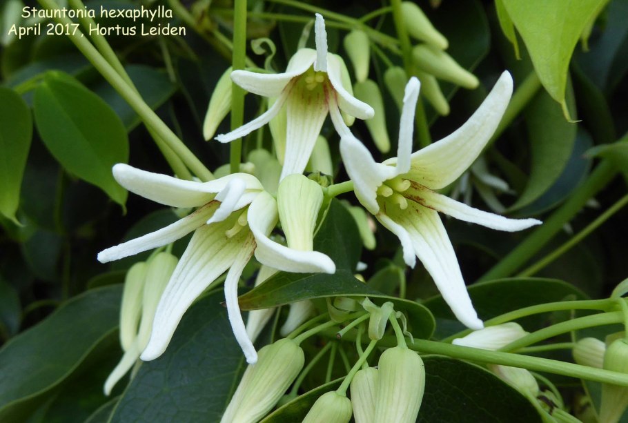 Stauntonia hexaphylla