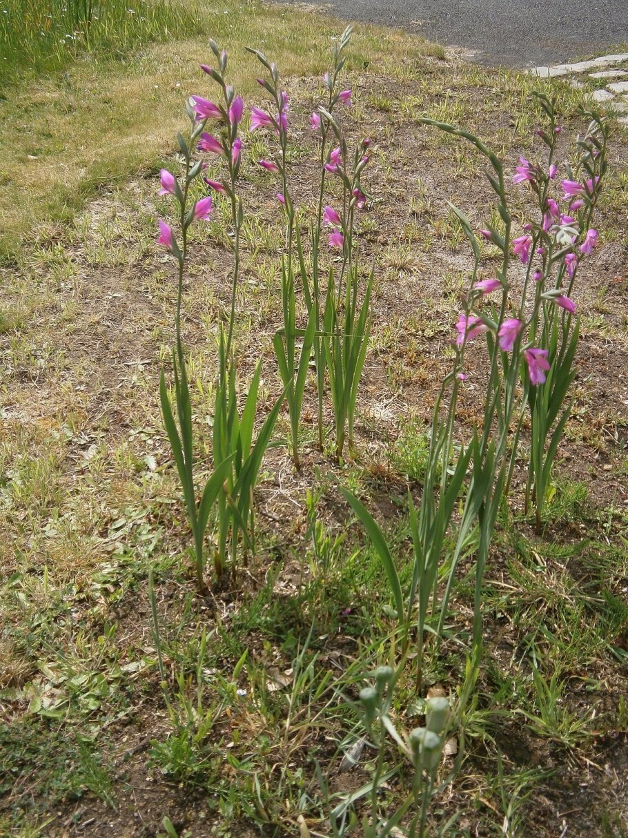 Шпажник посевной