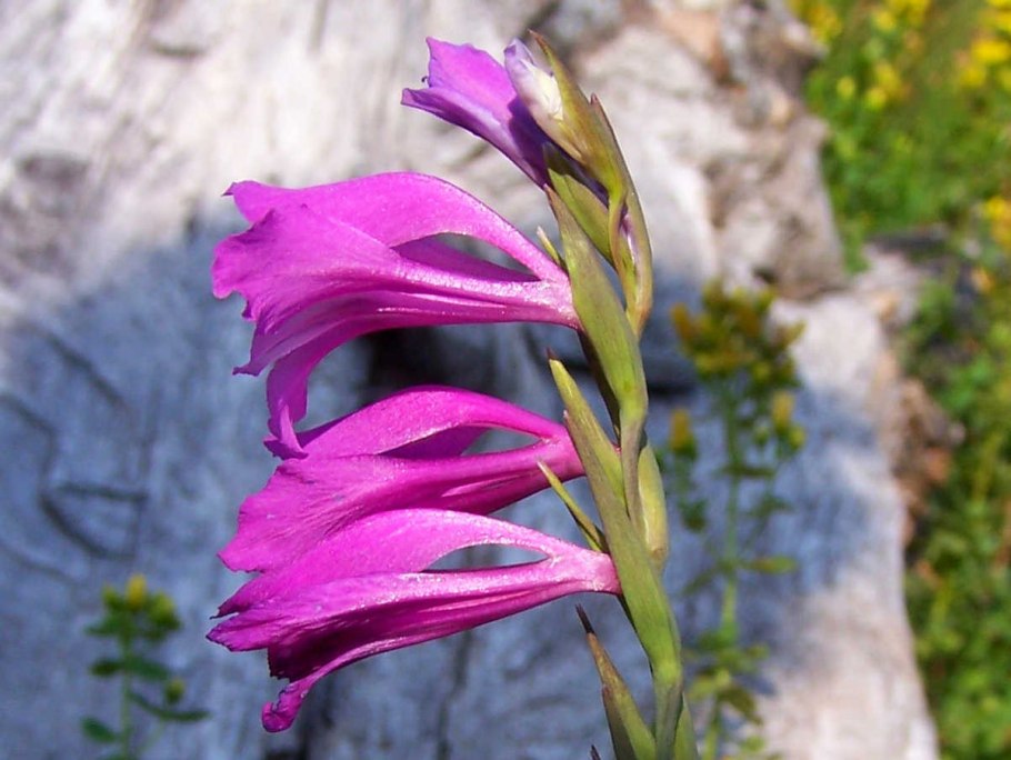 Gladiolus alatus купить