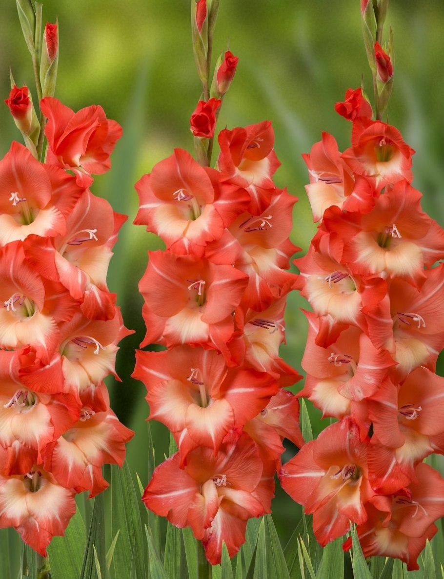 Гладиолус арабиан найт