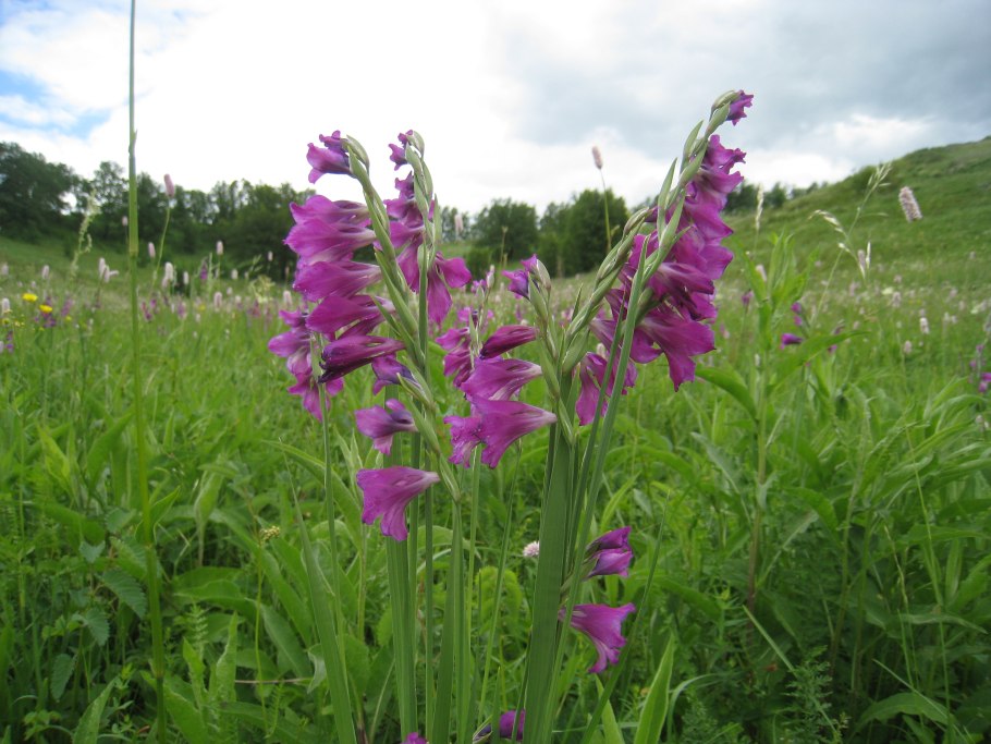 Gladiolus imbricatus