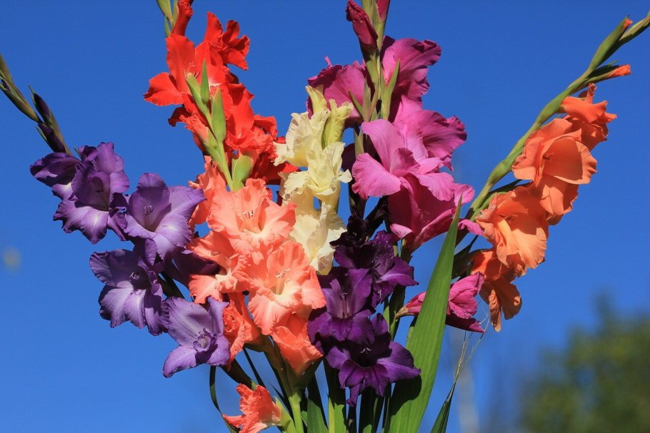Гладиолус букет