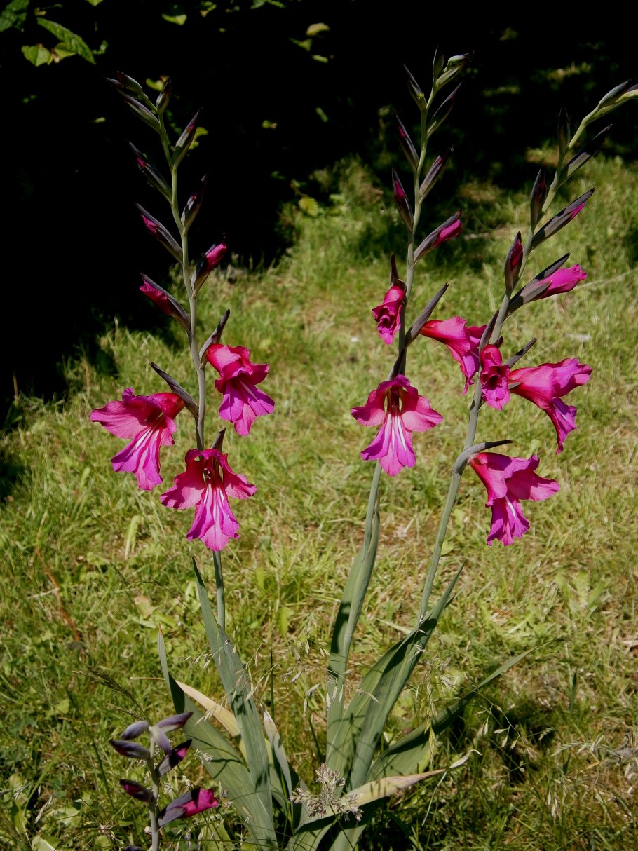 Gladiolus byzantinus Гладиолус Византийский