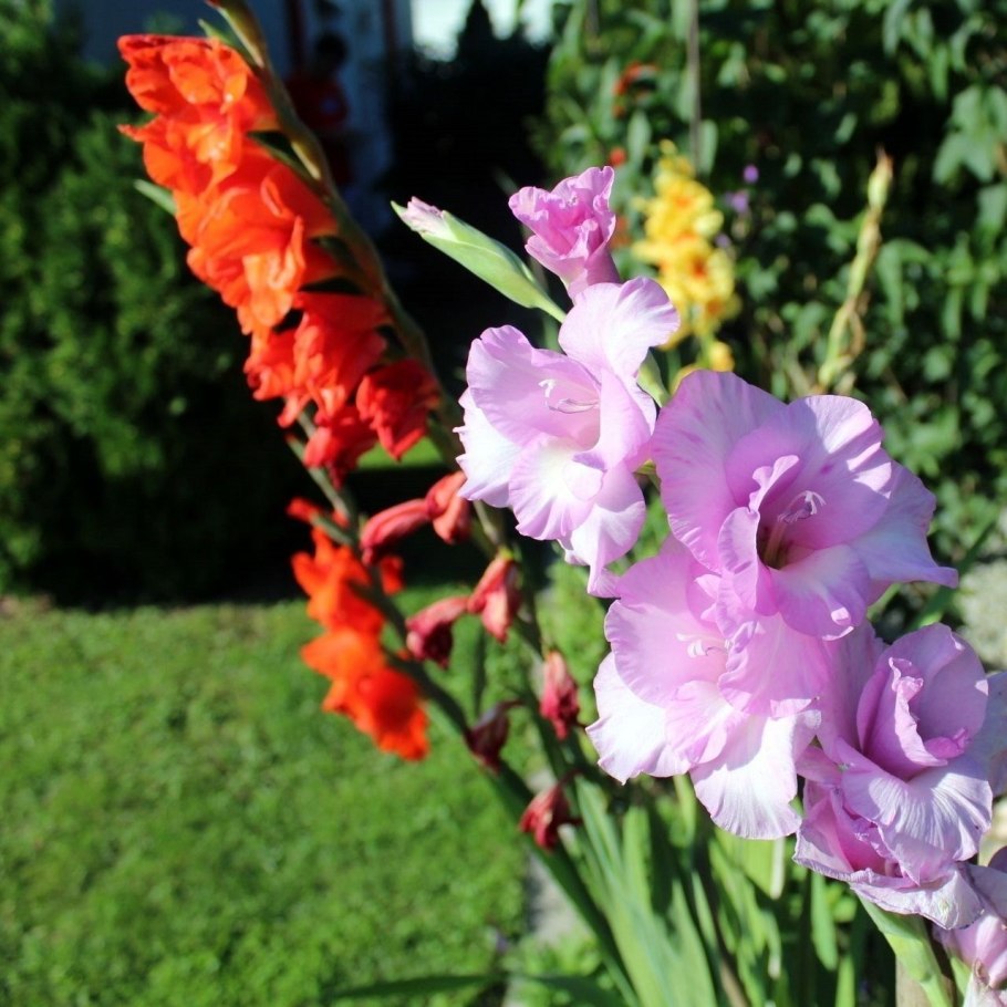 Гладиолус валадор