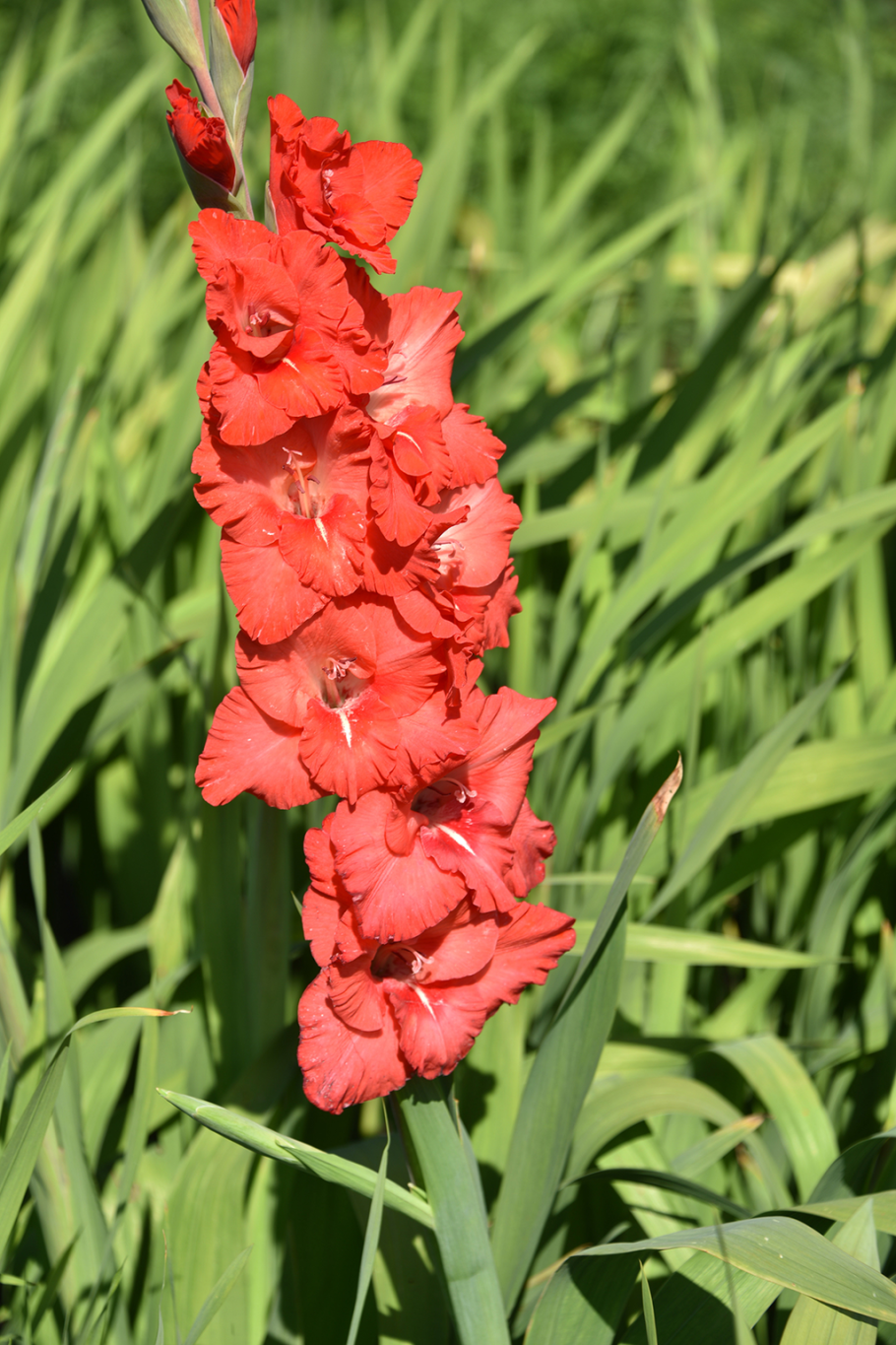 Гладиолус хе маджести