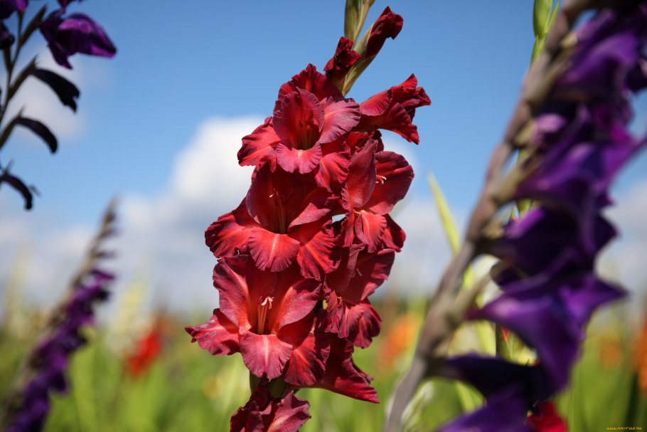 Гладиолус обыкновенный