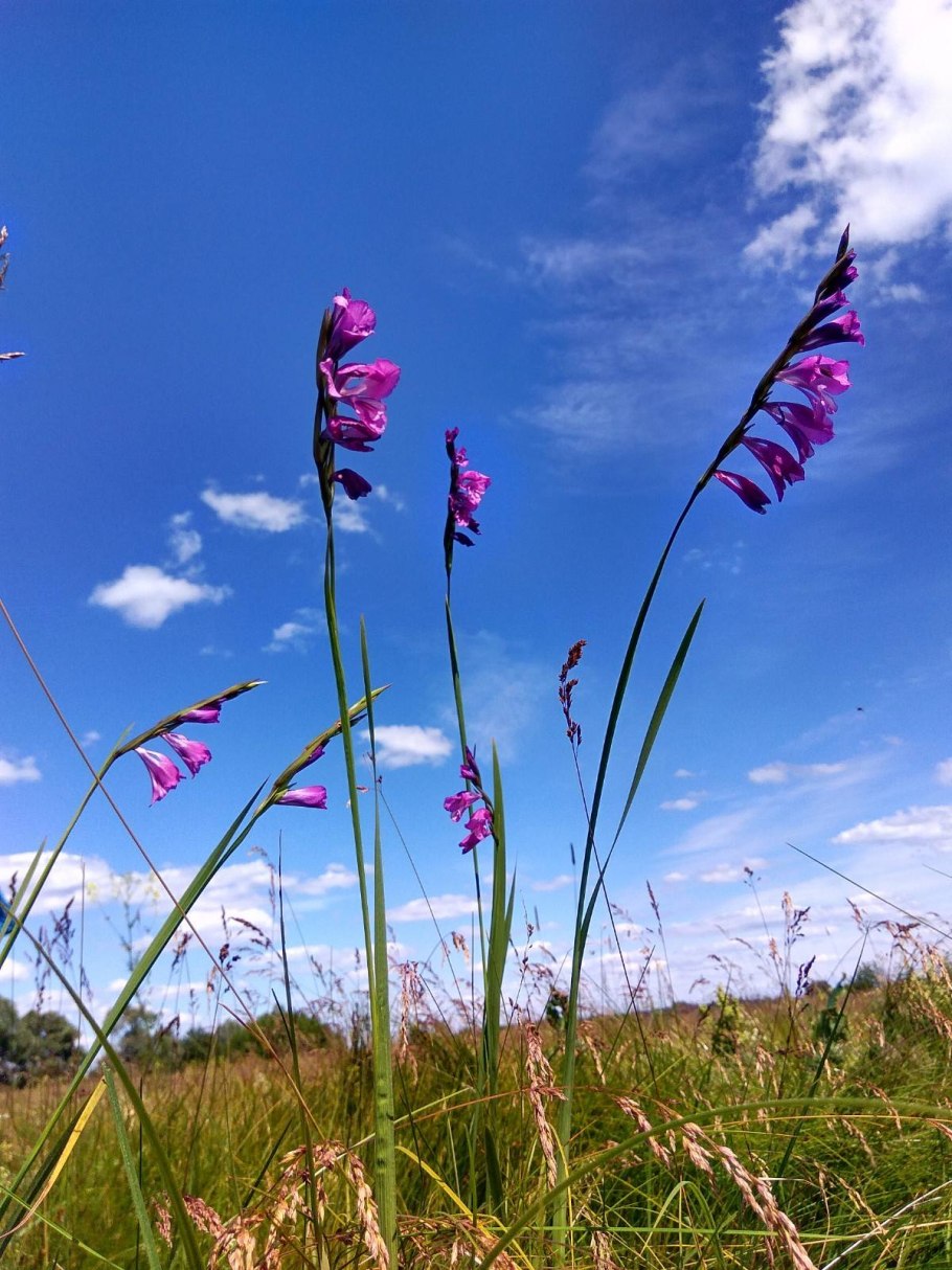 Gladiolus imbricatus