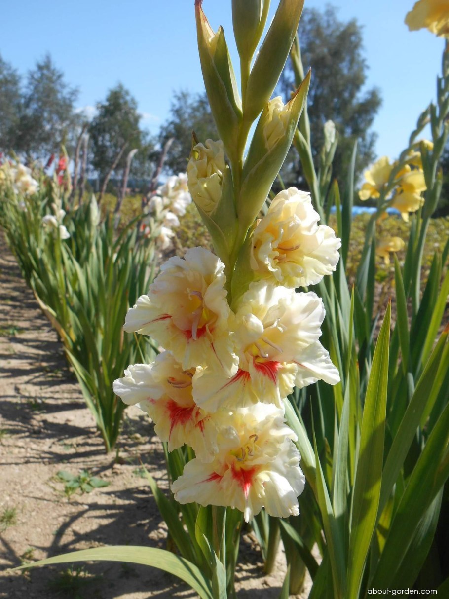 Шпажник черепитчатый - Gladiolus imbricatus