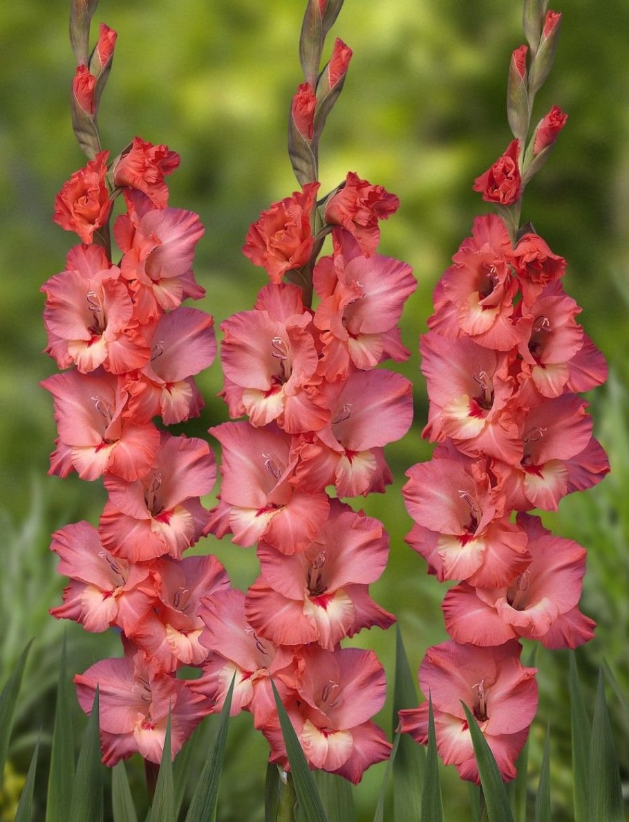 Гладиолус блэк сюрпрайз