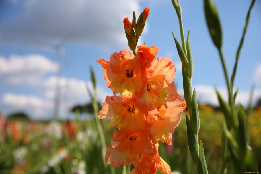 Гладиолус стряпуха