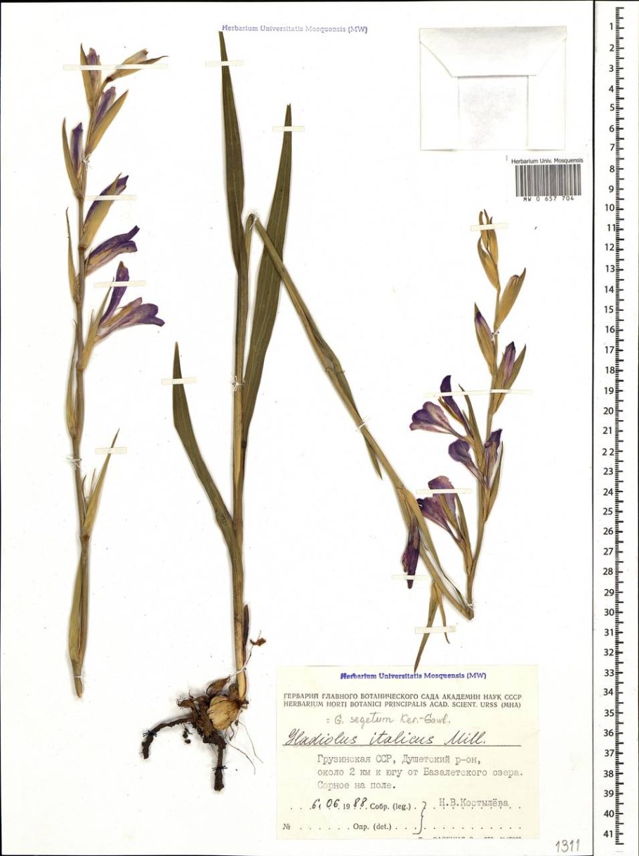 Гладиолус (Gladiolus byzantinus) 6/+