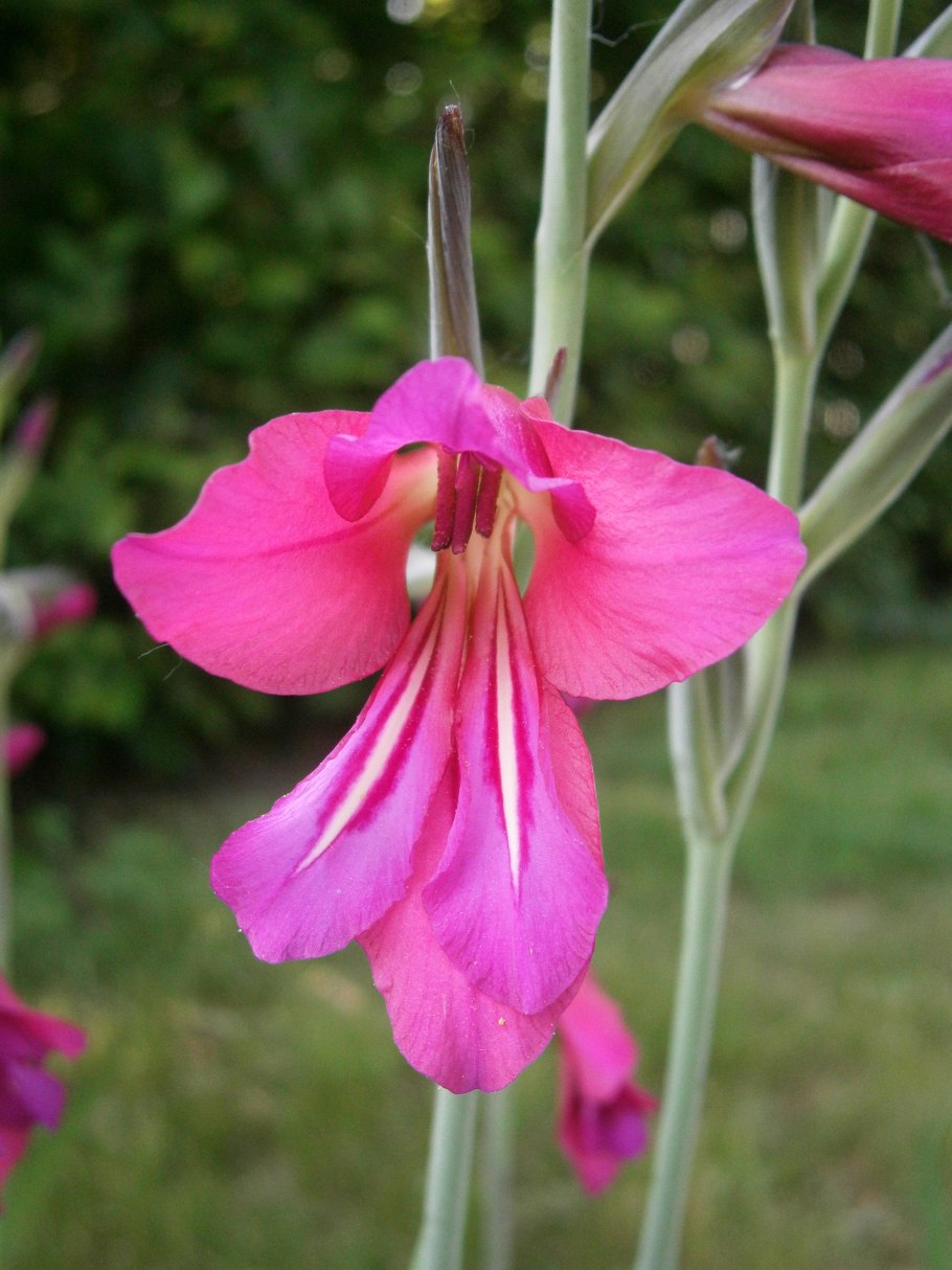 Шпажник итальянский (Gladiolus italicus)