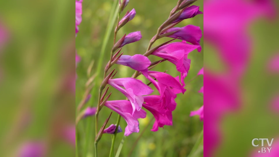 Шпажник черепитчатый