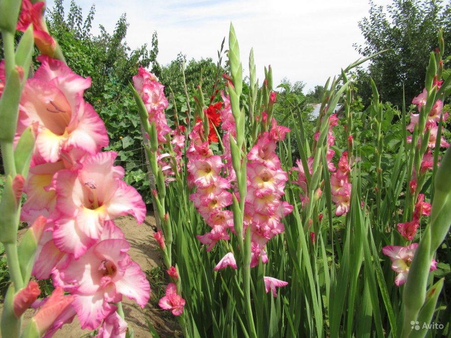 Гладиолус принцесса индиана