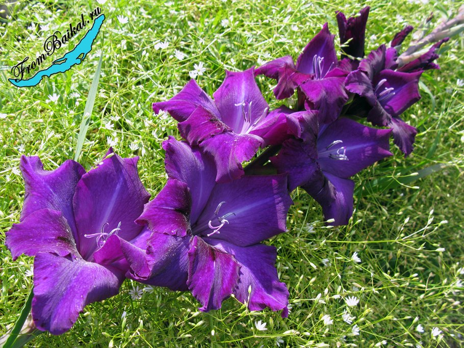 Гладиолус синий