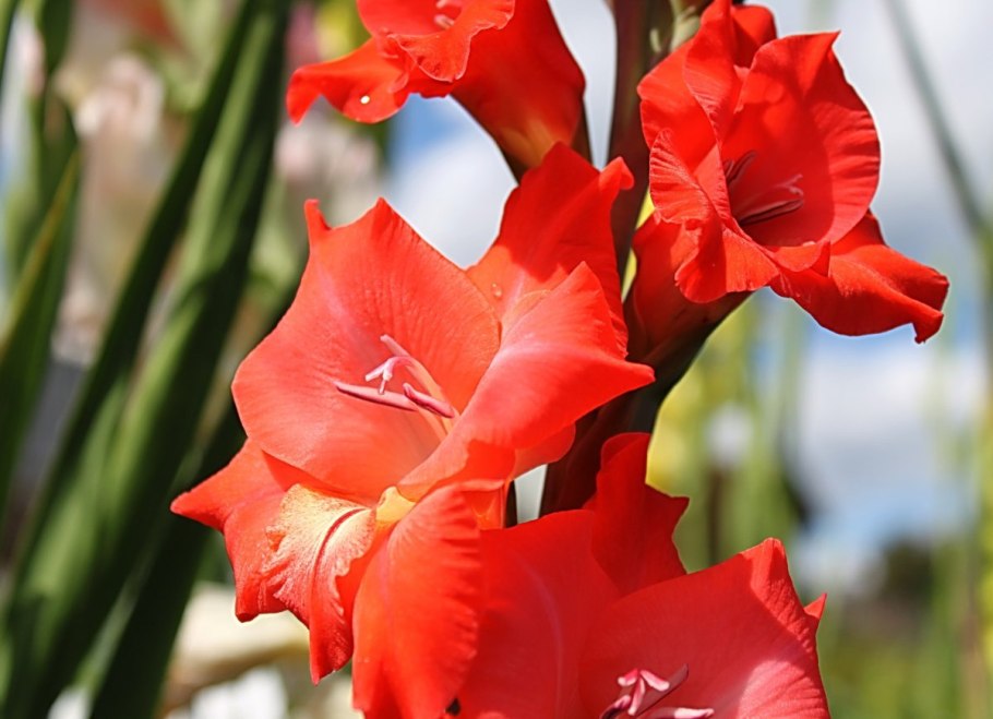 Гладиолус красный