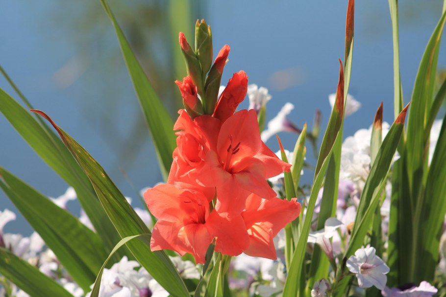 Цветок гладиолус