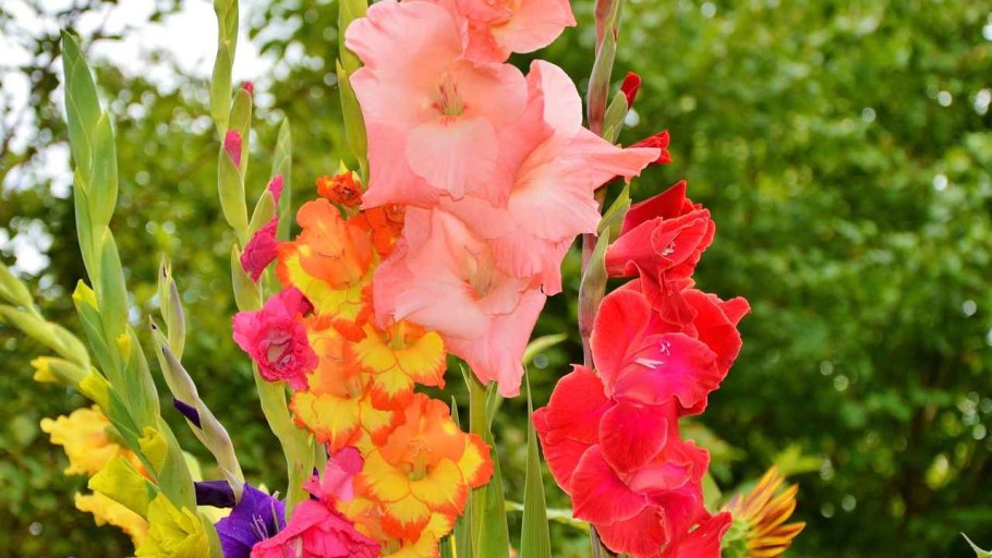 Посадка гладиолусов