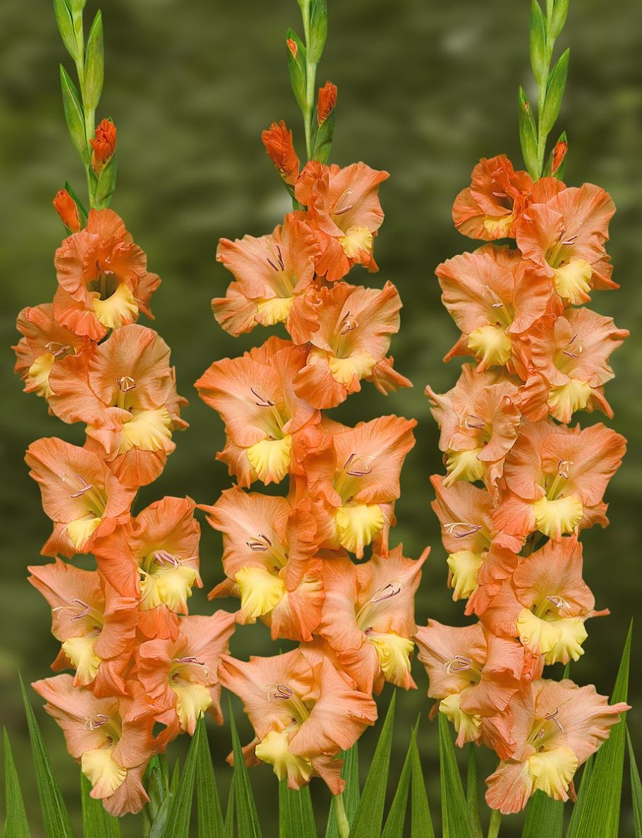 Гладиолус карамелло