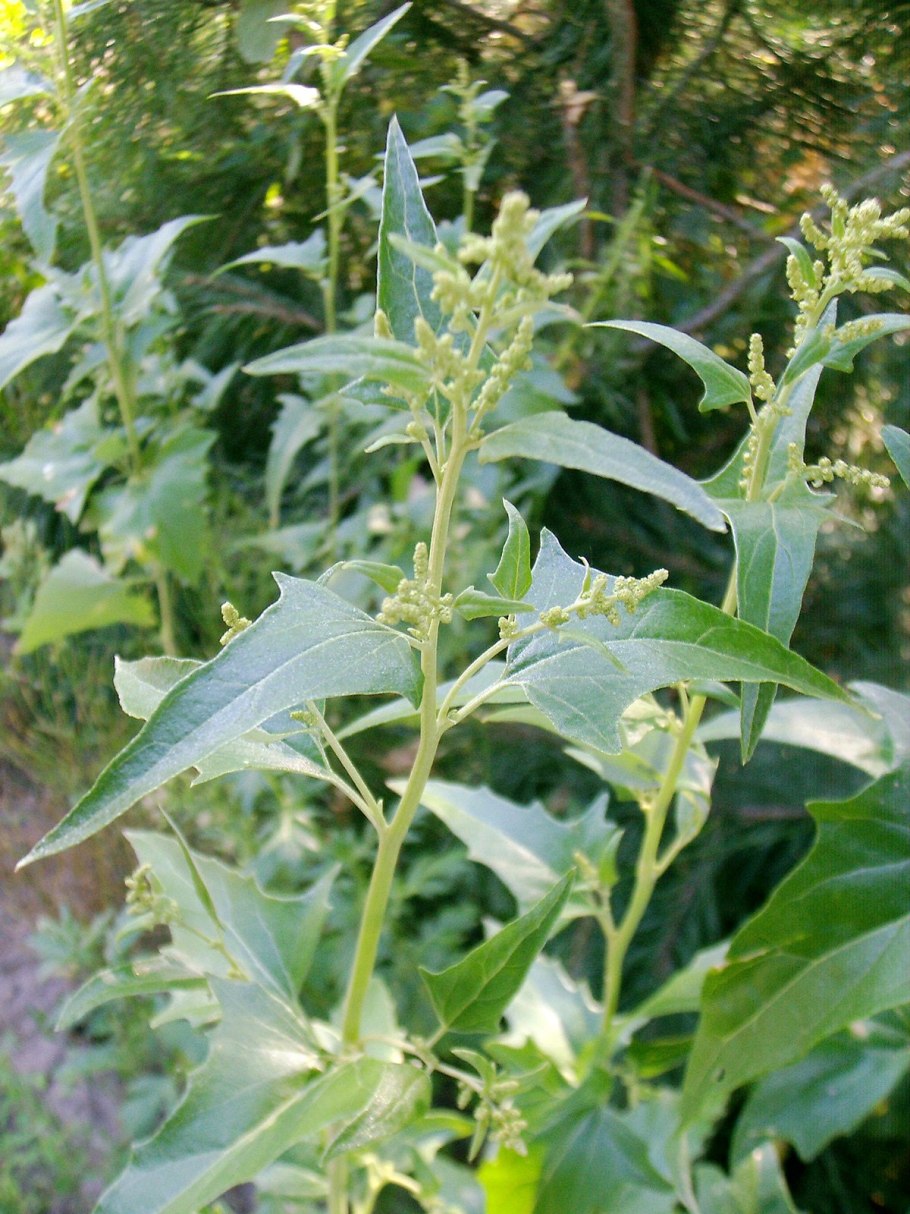 Лебеда (Atriplex)