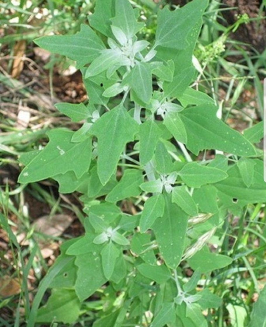 Лебеда стреловидная (Atriplex sagittata)