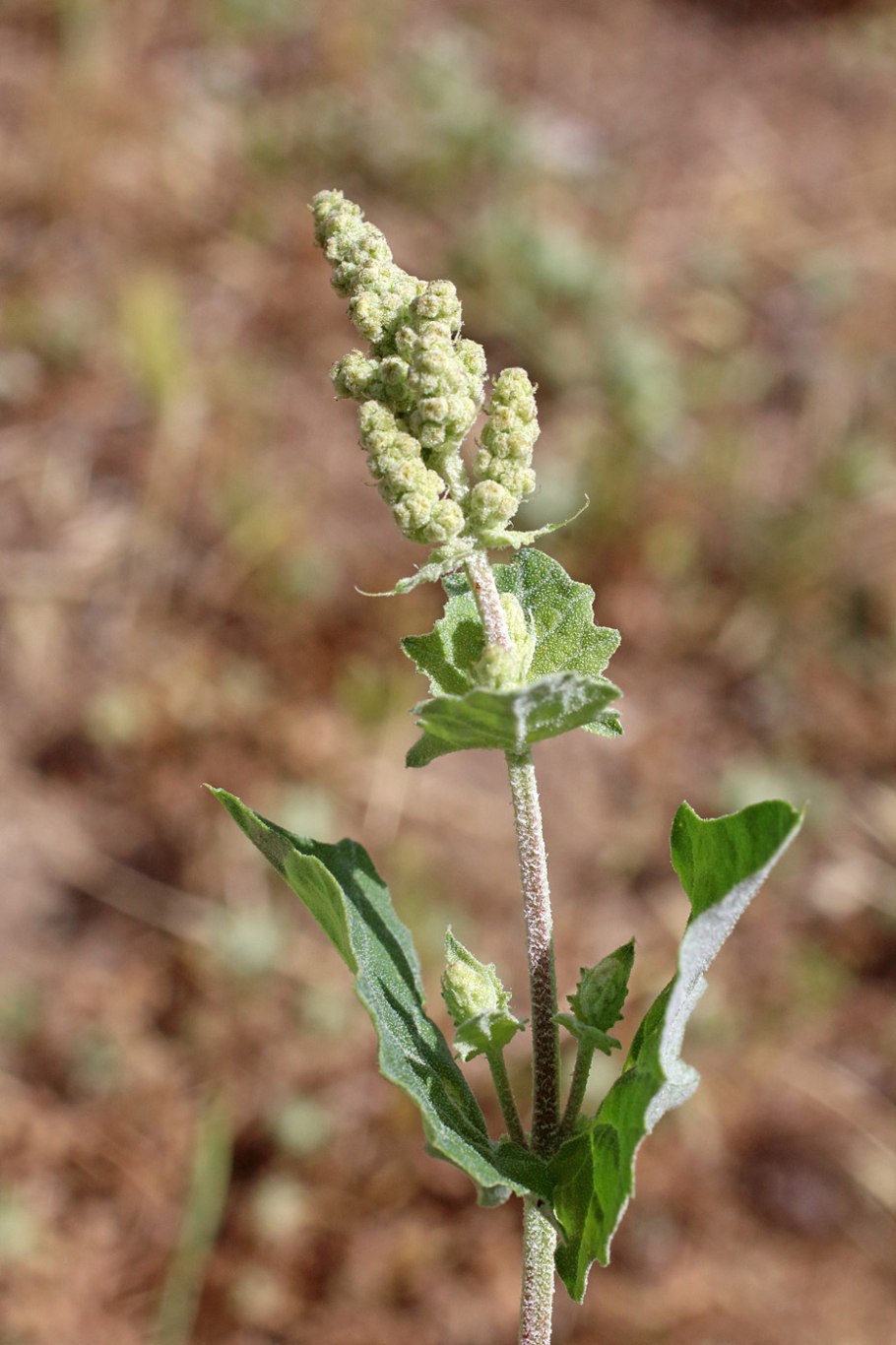 Лебеда Татарская Atriplex tatarica
