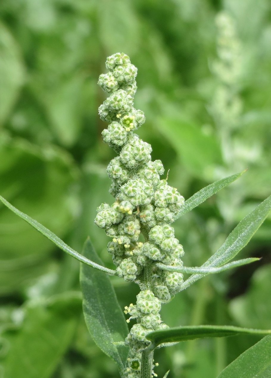 Трава похожая на лебеду