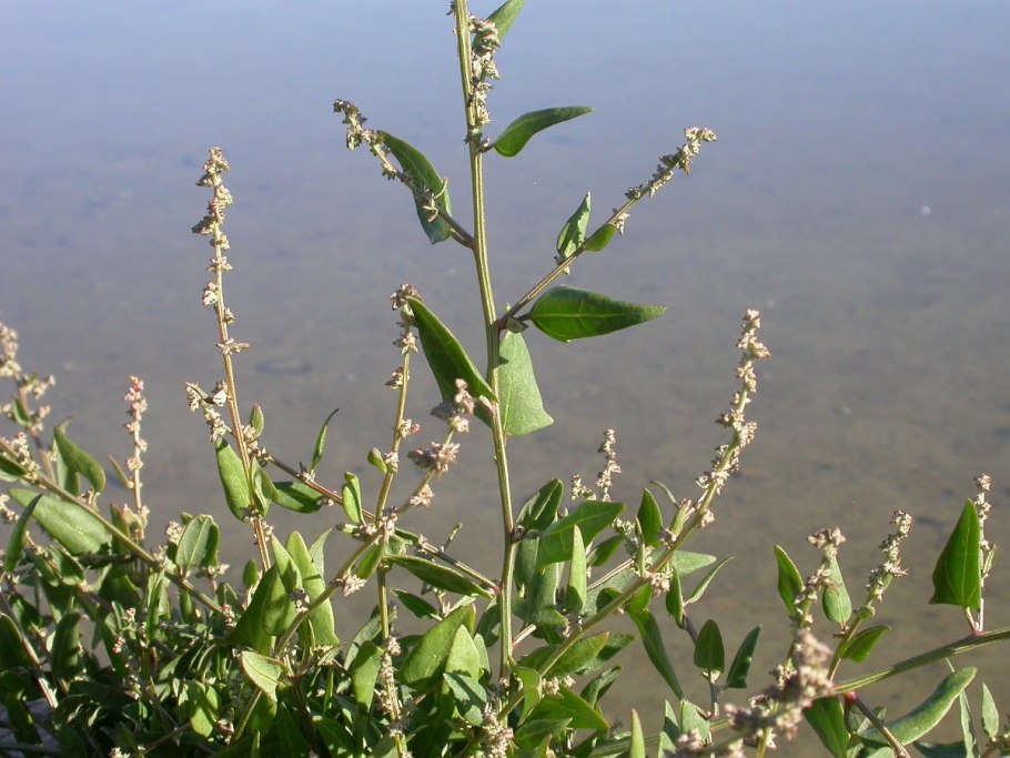 Atriplex prostrata