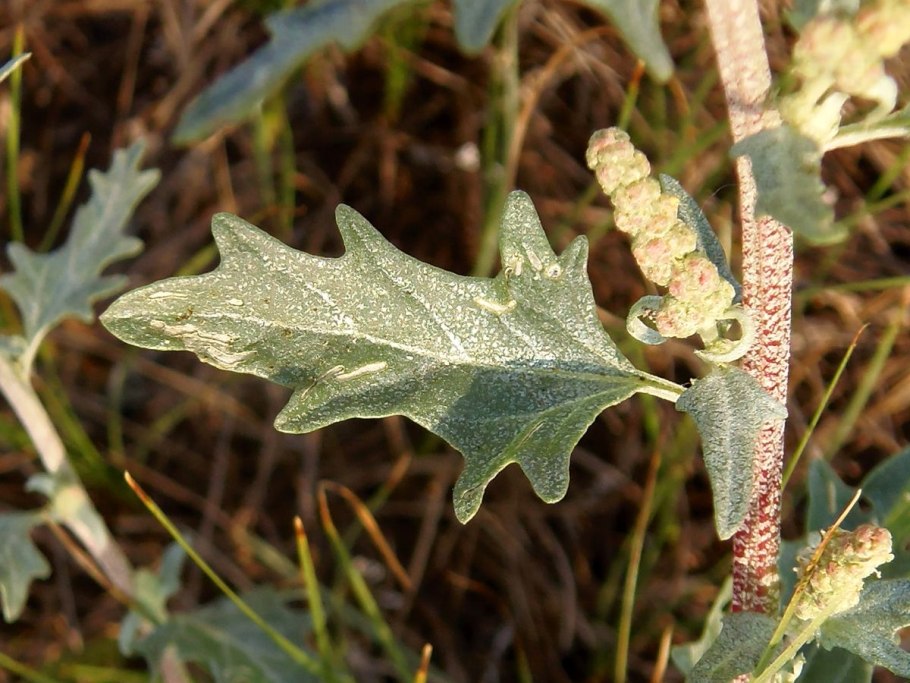 Лебеда скученнолистная