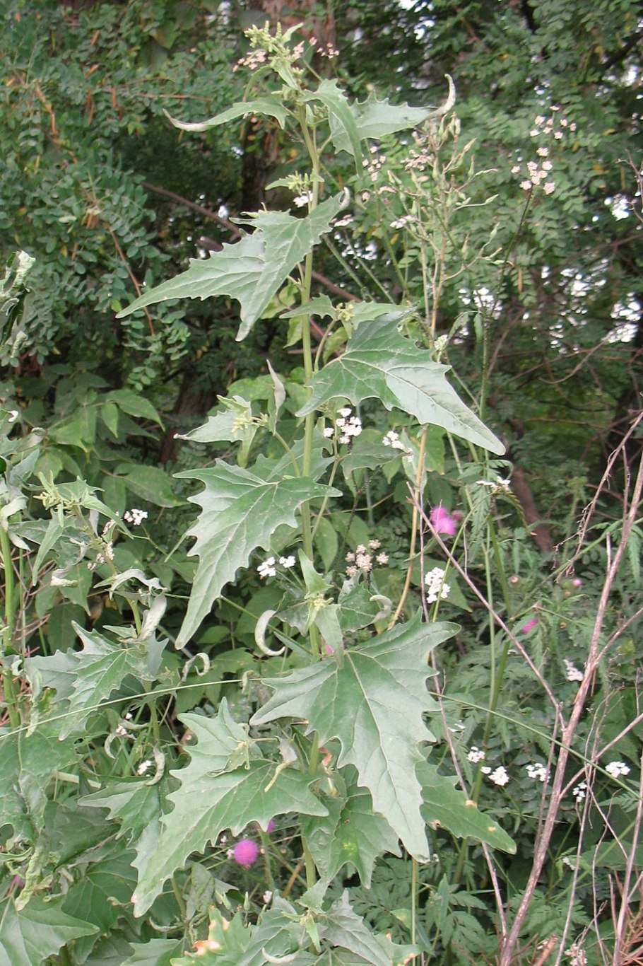 Chenopodium hybridum