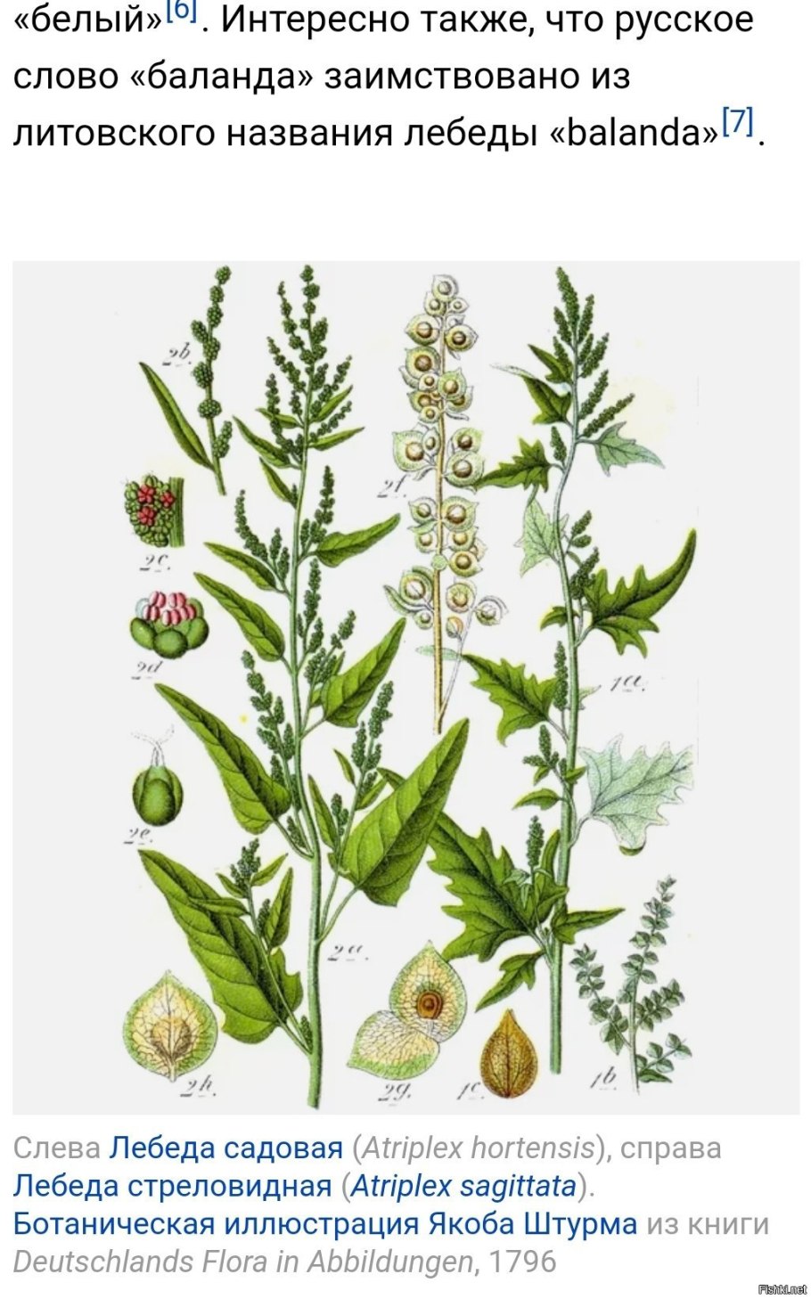 Сорняки Ростовской области