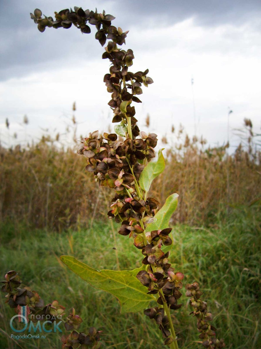 Atriplex sagittata