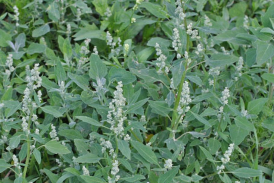 Марь белая (Chenopodium album)