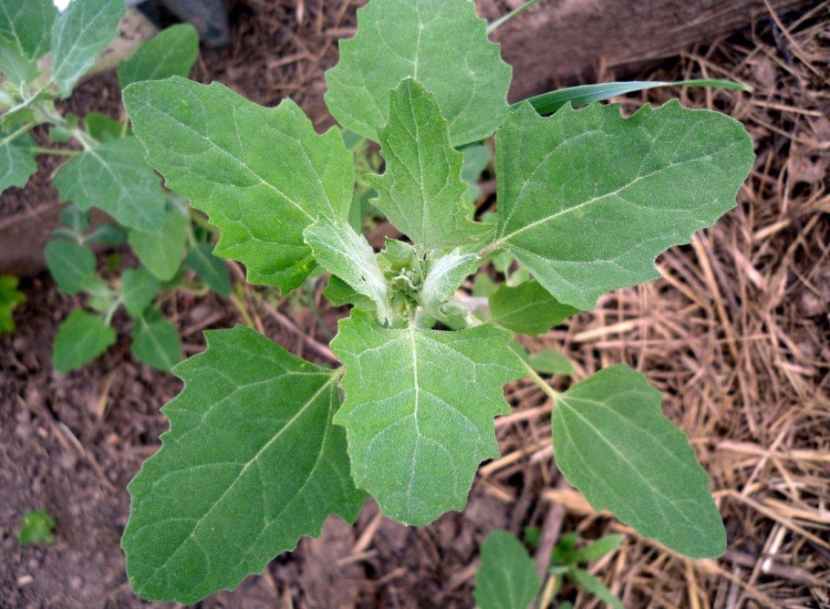Atriplex Flabellum