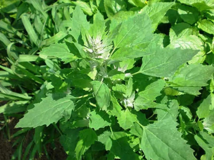 Лебеда марь белая растение