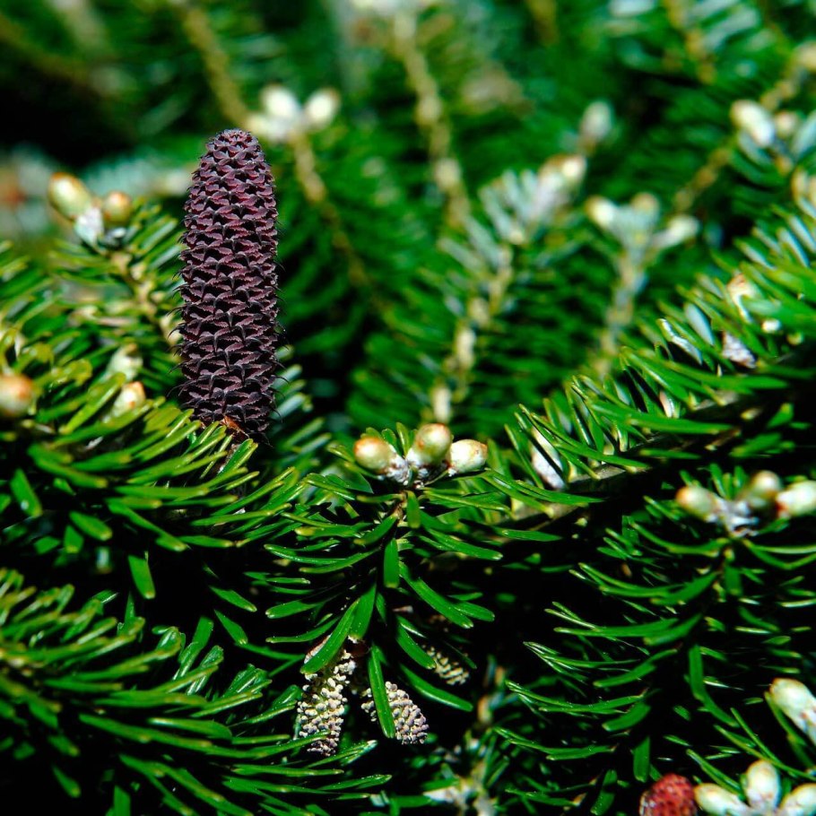 Пихта испанская Abies pinsapo