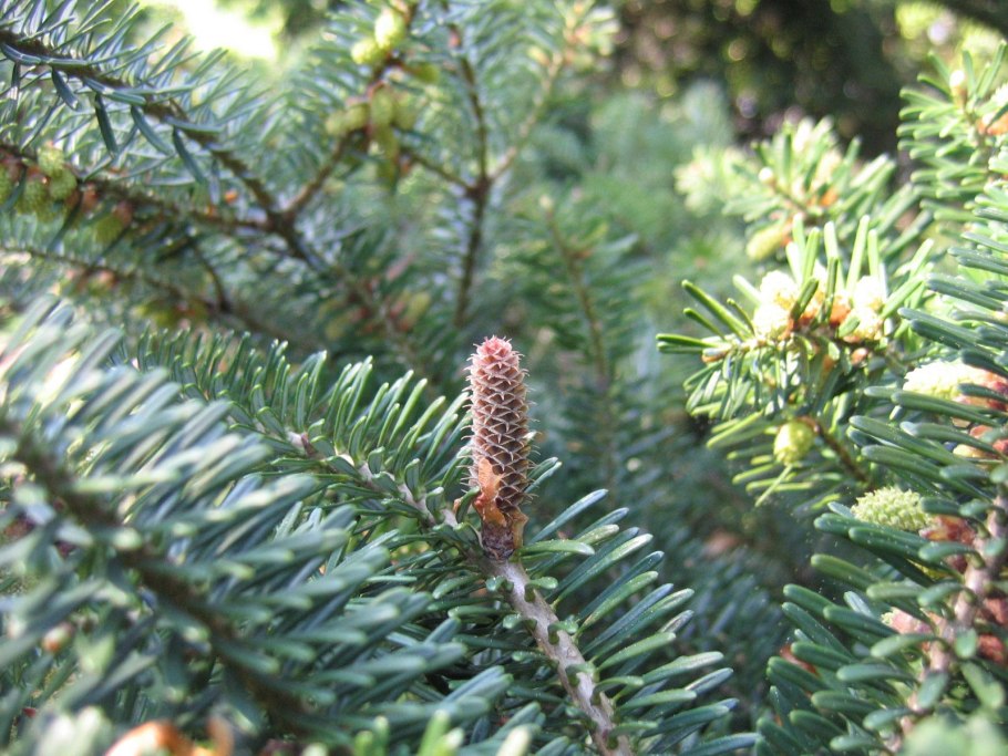 Пихта миловидная