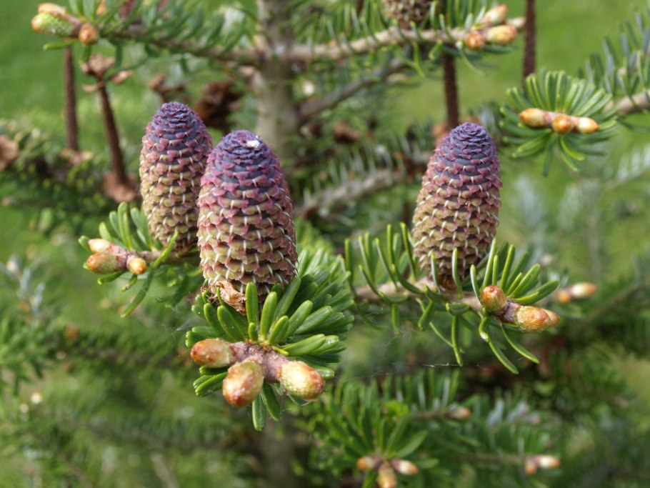 Пихта сибирская шишки