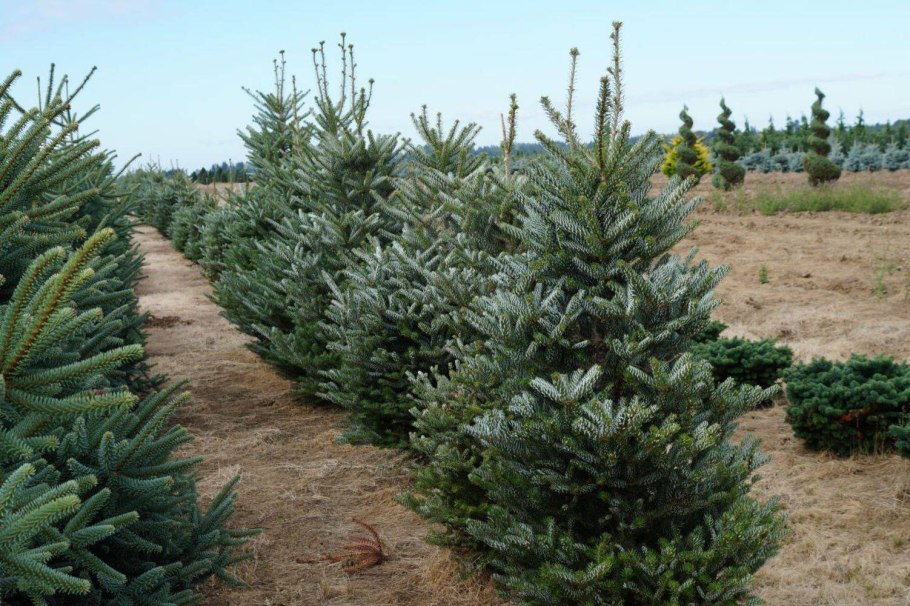 Пихта корейская silberlocke