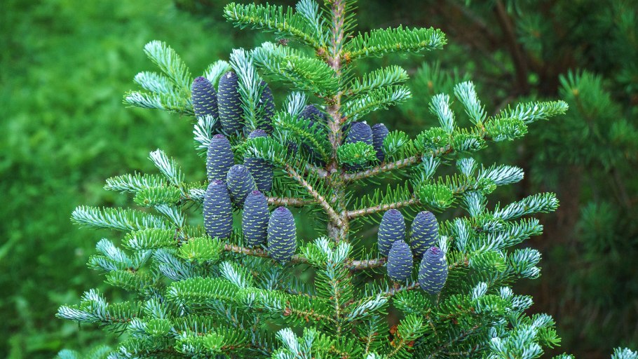 Пихта сибирская abies sibirica