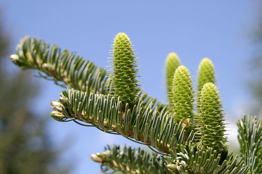 Пихта Сибирская хвоя