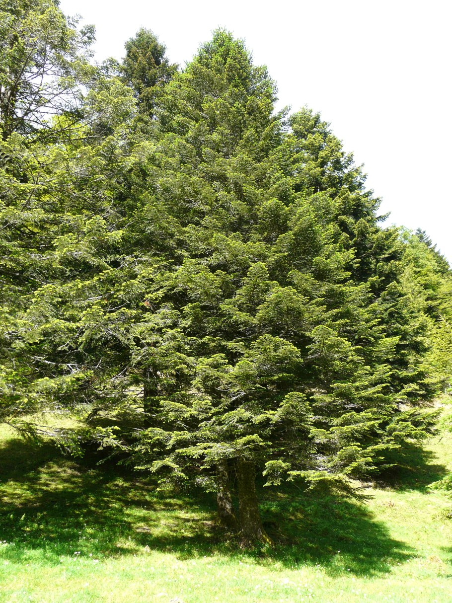 Ель ликиангинская