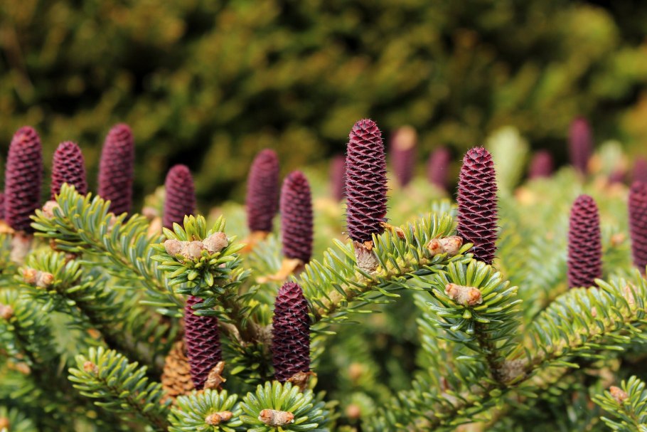 Семена пихты сибирской